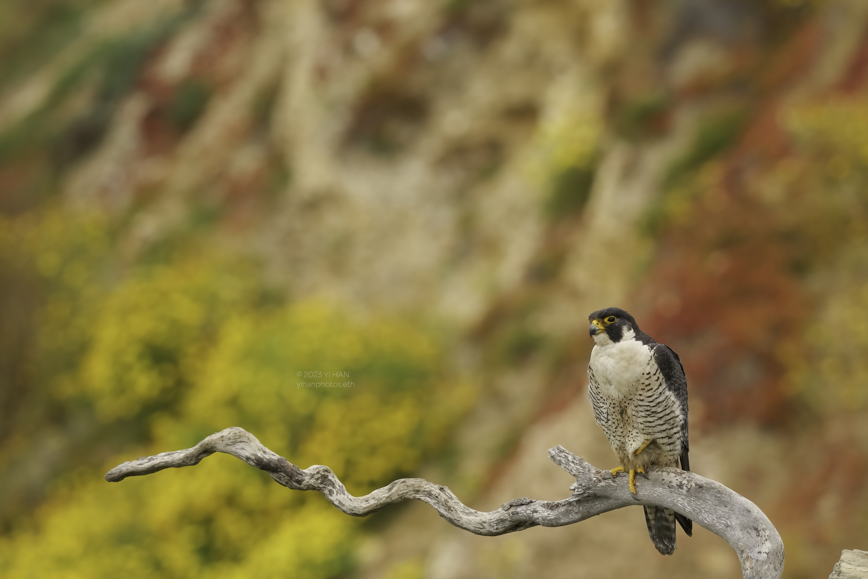 peregrine_ falcon_wallpaper_2